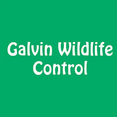 Galvin Wildlife Control | 8790 Turkey Ridge Rd, Breinigsville, PA 18031, USA | Phone: (610) 398-8084