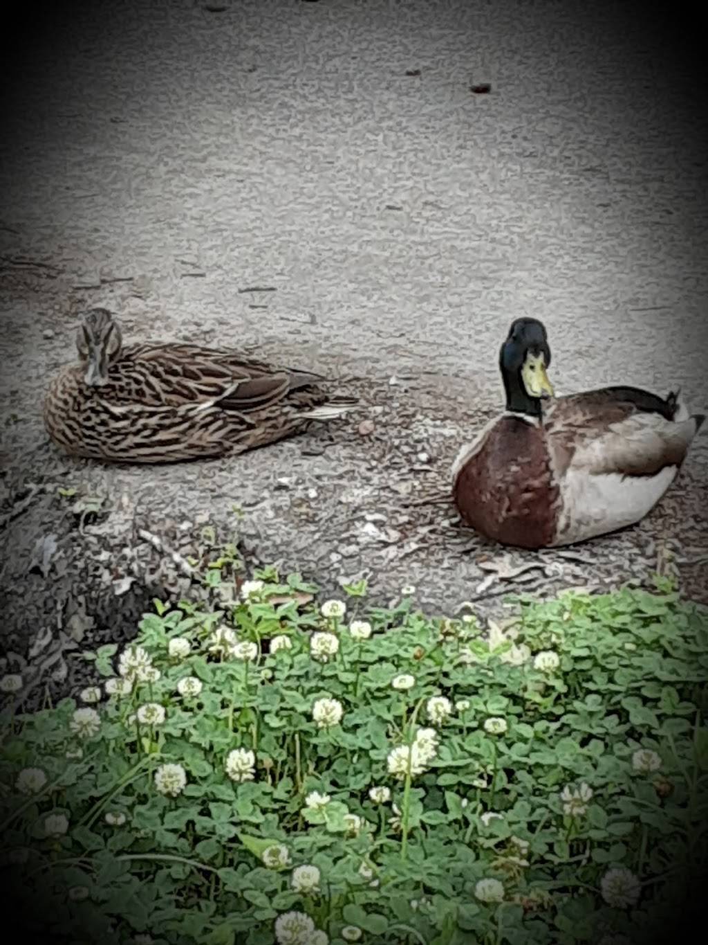 Colony Motel & Mobile Home Pk in 913 Virginia Beach Blvd, Virginia