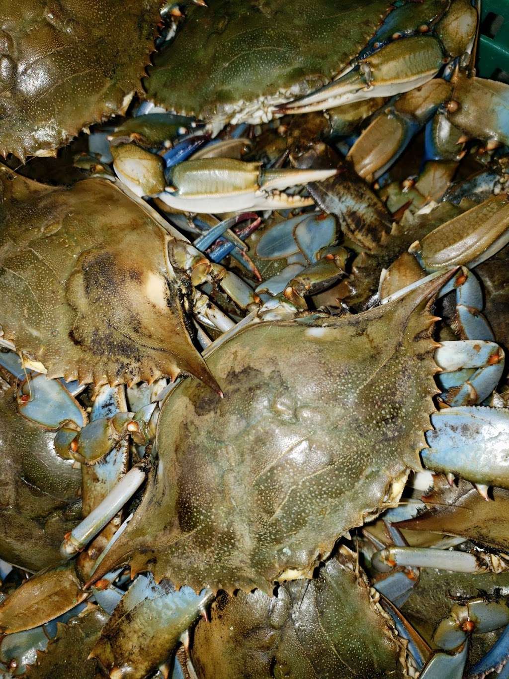 Ebbing tide crab house | Located inside the joppa amish market at, 1000 Joppa Farm Rd, Joppa, MD 21085, USA | Phone: (410) 593-7720