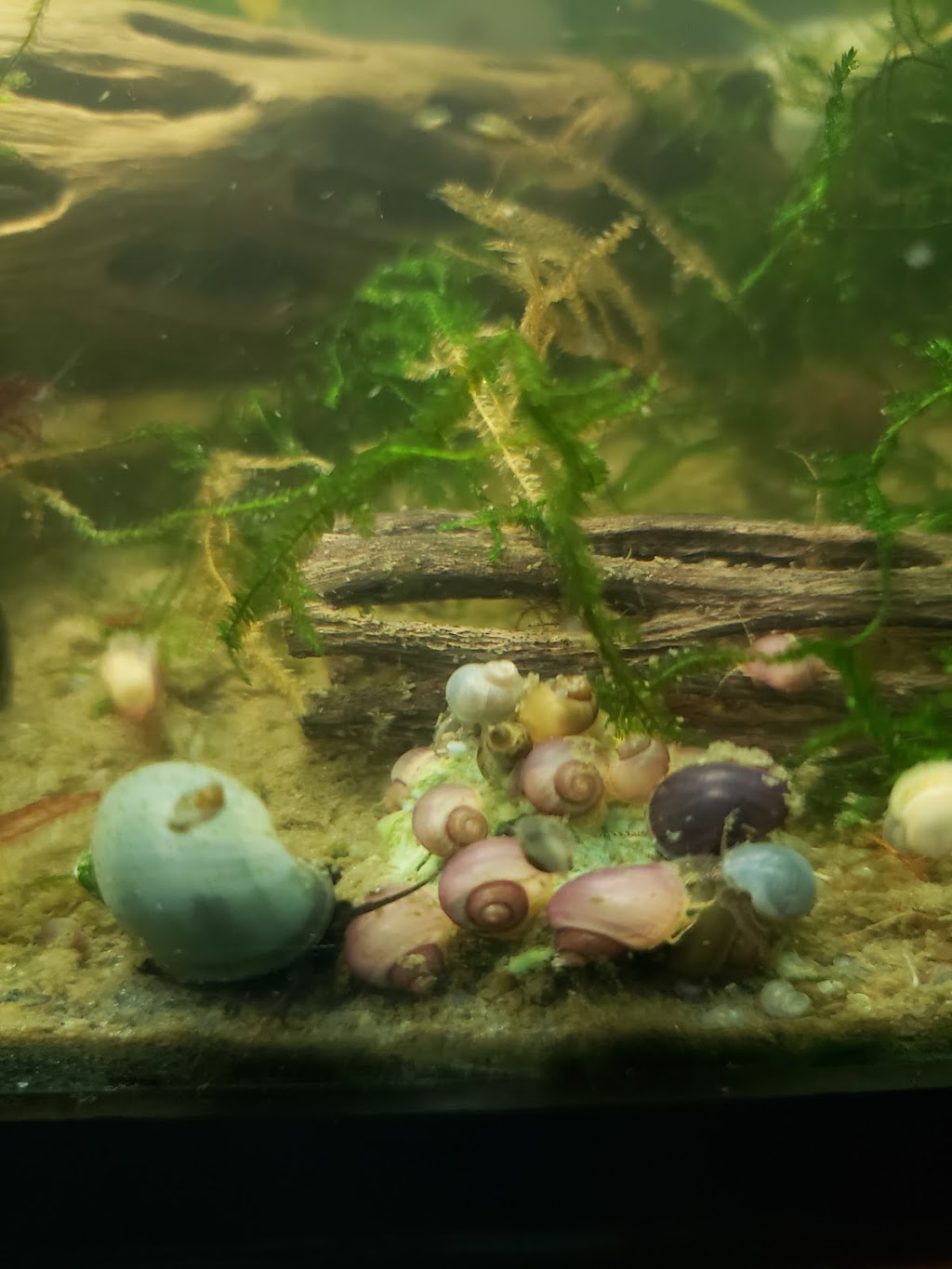 Snabies & Moore | 620 Daniels Rd, Corapeake, NC 27926, USA | Phone: (252) 333-8611