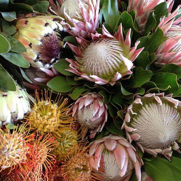 Proteas of California | 4237 Via El Dorado, Fallbrook, CA 92028, USA