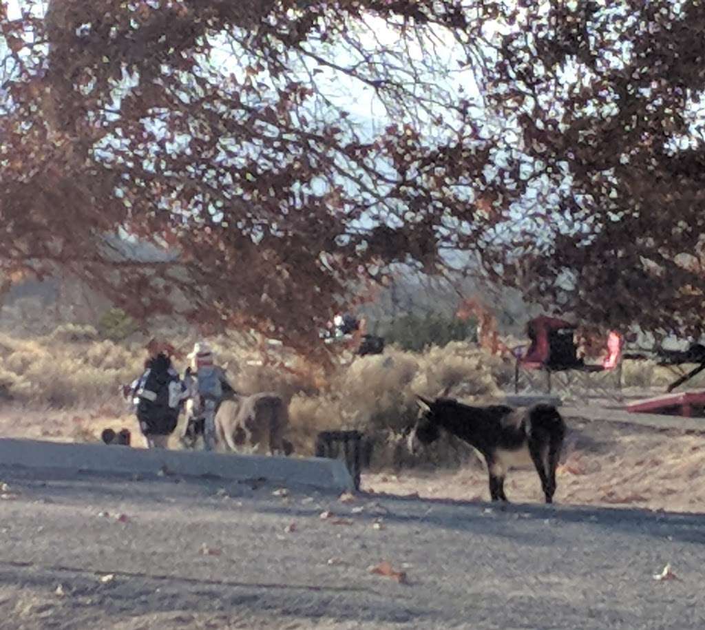 Mojave River Forks Regional Park | 17891 CA-173, Hesperia, CA 92345, USA | Phone: (760) 389-2322