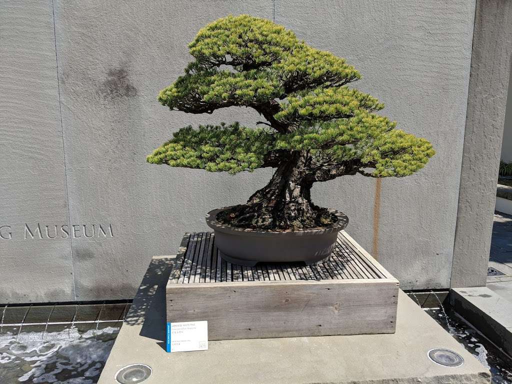 National Bonsai & Penjing Mueum | 3501 New York Ave NE, Washington, DC 20002, USA