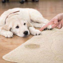 Aqualux Carpet Cleaning | 3401 Custer Rd #157, Plano, TX 75023, United States | Phone: (972) 642-2221