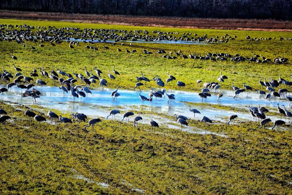 Sandhill Crane Observation Area | 5353 County Rd 1650 W, Medaryville, IN 47957, USA | Phone: (219) 843-4841