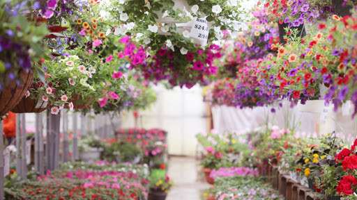 Lamberts Nurseries and Garden Center | 1099 Main St, Hingham, MA 02043 | Phone: (781) 749-3773