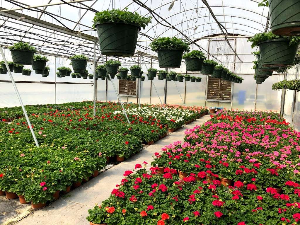 Braffords Greenhouses | 217 Old Airport Rd, Concord, NC 28025, USA | Phone: (704) 782-1349