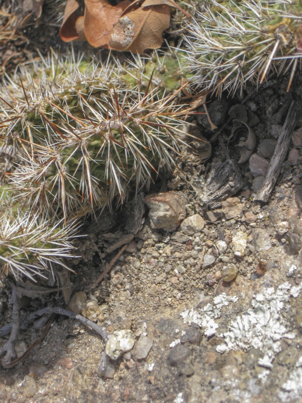 Mitchell Creek Canyon Trail | Mitchell Creek Canyon Trail, Castle Rock, CO 80104, USA