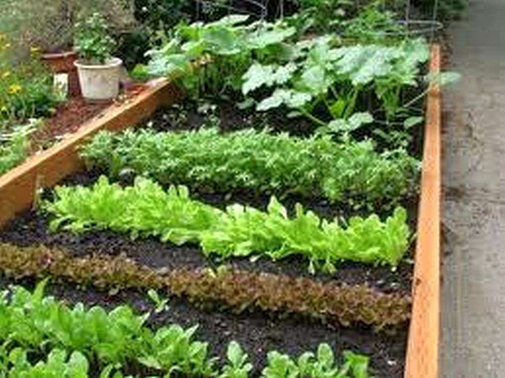 Grow Organic Vegetable Gardening | 5880 Fair Isle Dr, Riverside, CA 92507, USA | Phone: (951) 217-4804