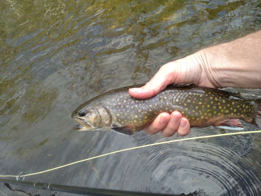 Brodhead Flyfishers LLC | Creek Rd, Henryville, PA 18332, USA | Phone: (570) 839-1120