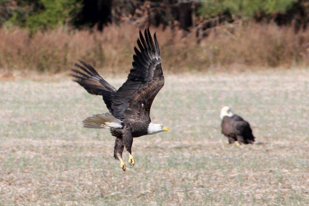 Wild Bunch Wildlife Rehabilitation Refuge | 7231 Newland Rd, Warsaw, VA 22572, USA | Phone: (804) 313-2240