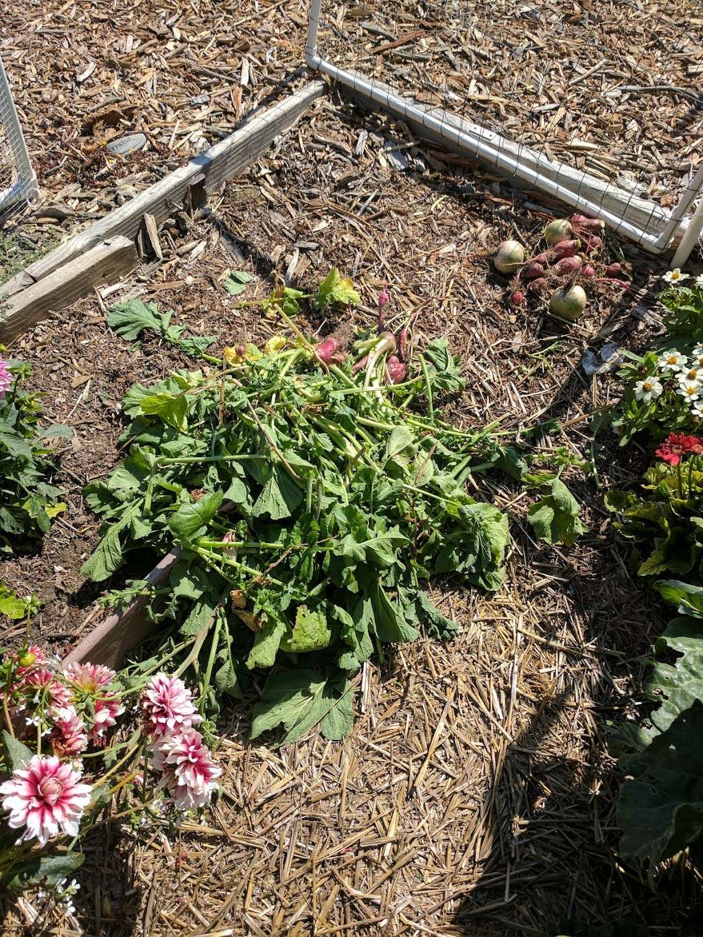 Long Beach Community Garden | Long Beach, CA 90815, USA