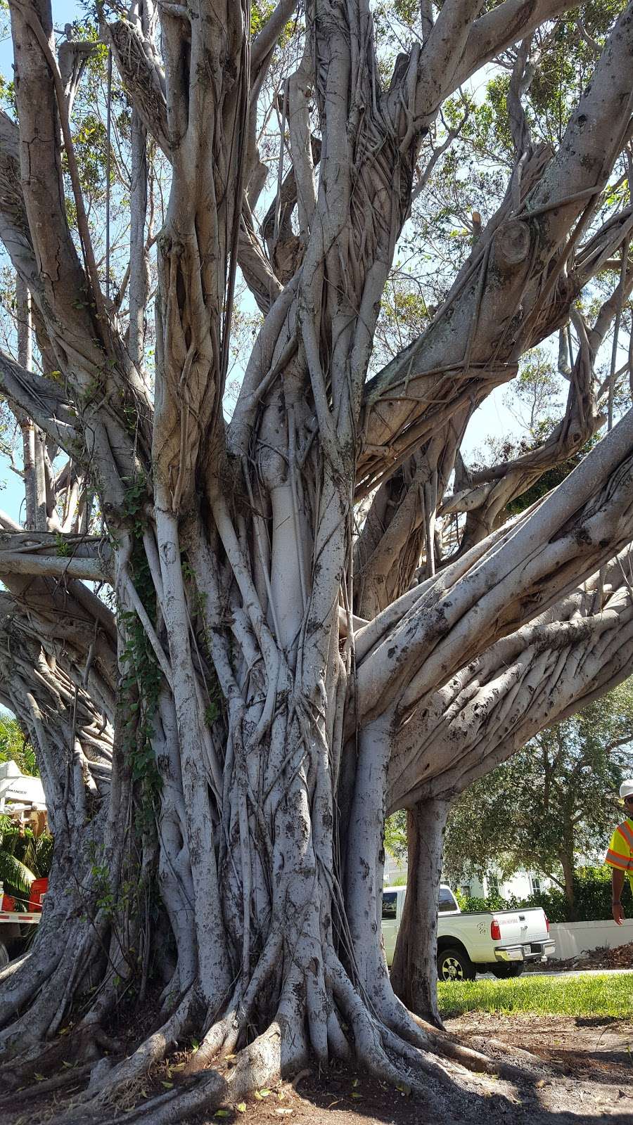 Mango Tree | 1231-1241 N Lake Way, Palm Beach, FL 33480, USA