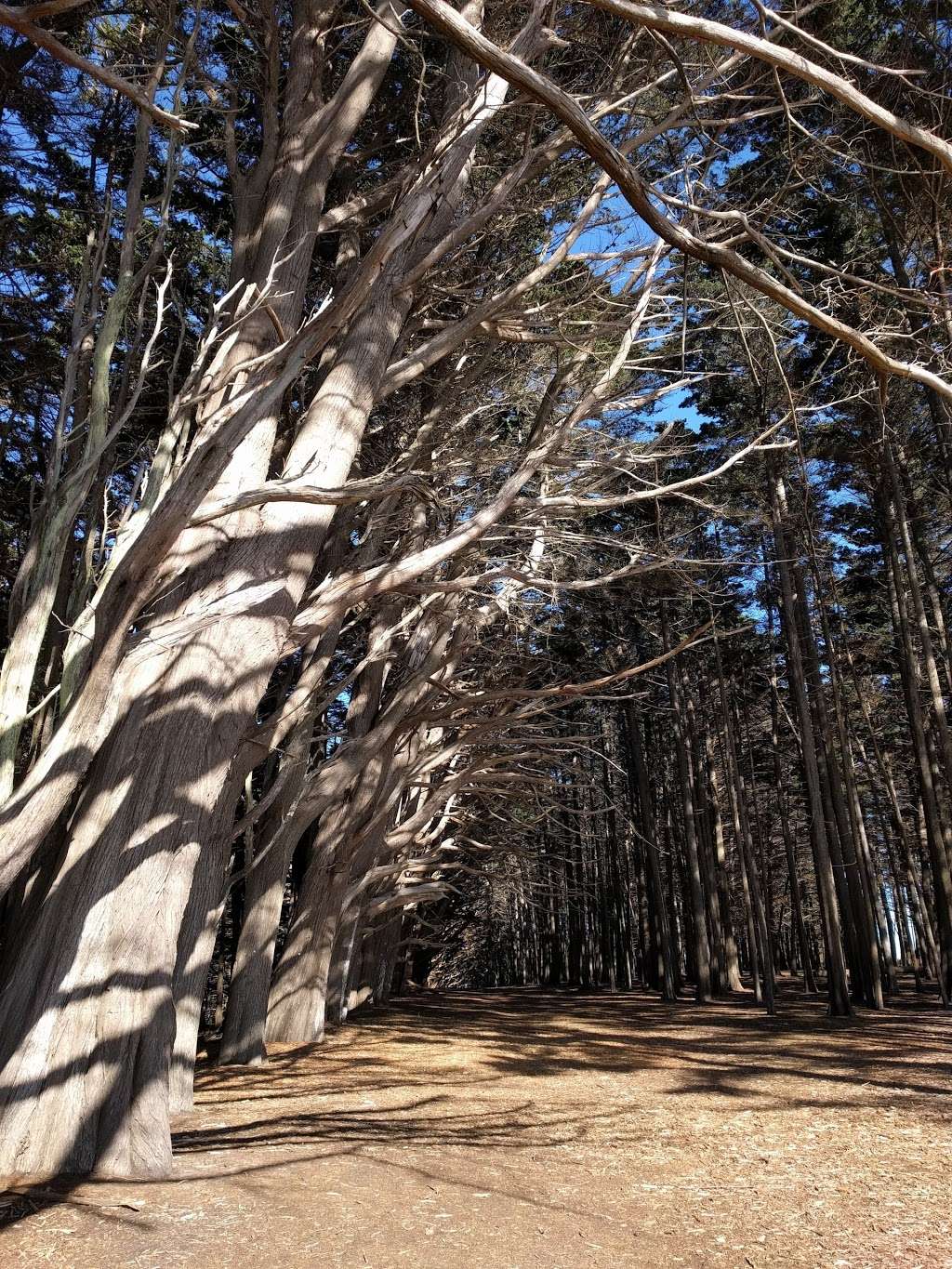 Seal Cove Cypress Tree Tunnel | Bluff Trail, Moss Beach, CA 94038, USA