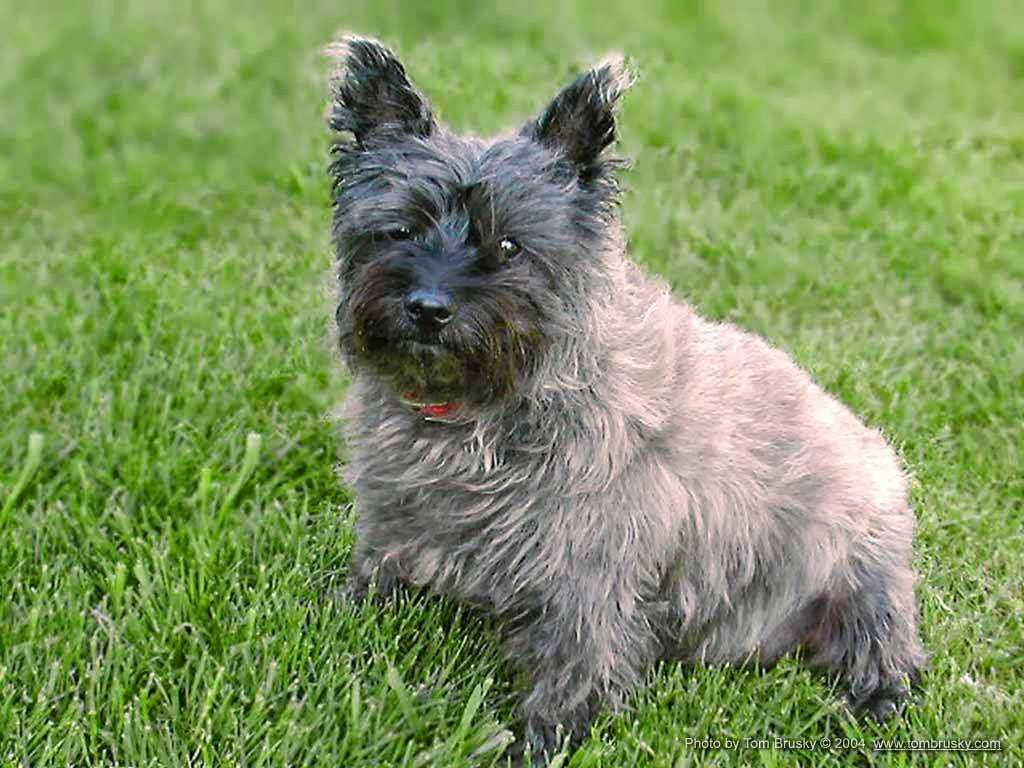 Shorne Dog Walking and Petsitting | The Meads, Manorfield, Shorne DA12 3DX, UK | Phone: 07904 841480