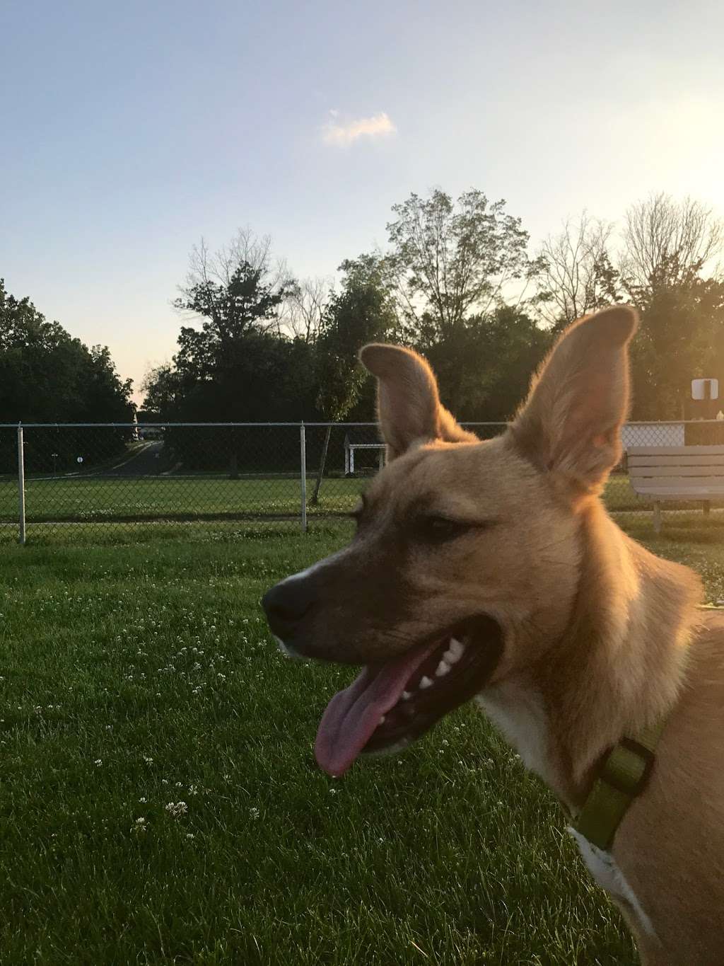 Falcon Courts North Dog Park | Travis Cir, Wrightstown, NJ 08562, USA | Phone: (609) 200-0488