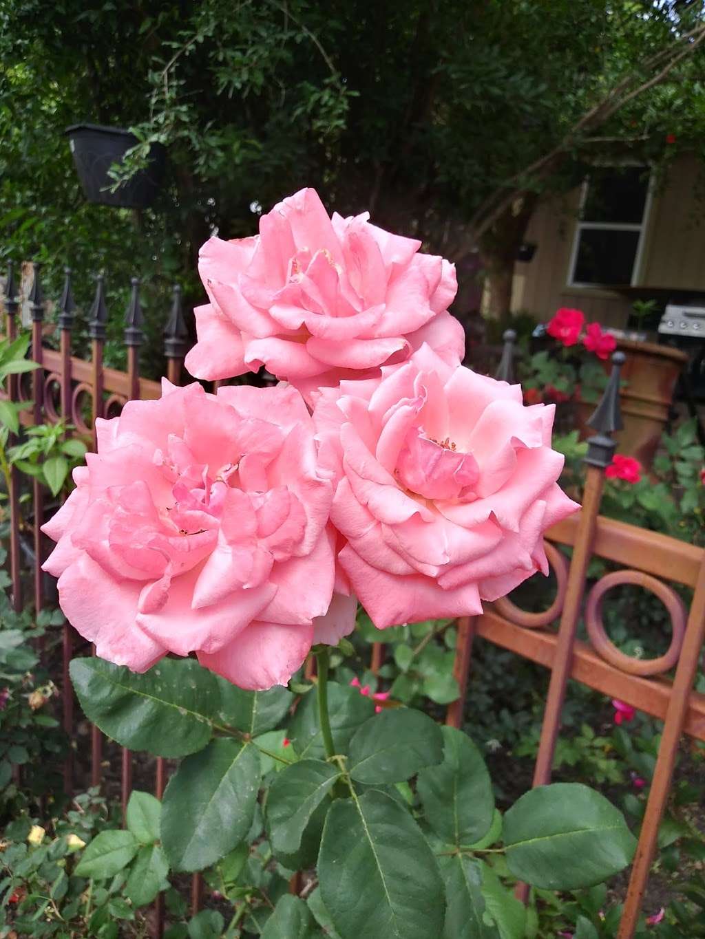 Lucios Market | 619 Silverdale Dr, Conroe, TX 77301, USA | Phone: (936) 756-5976