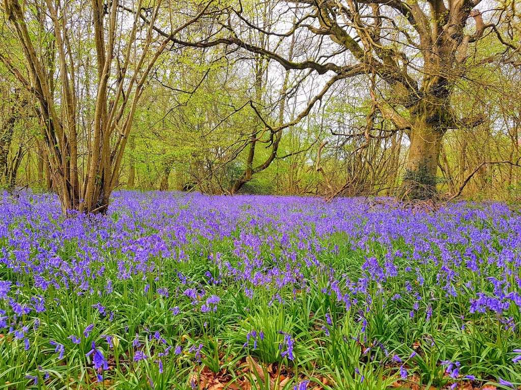 Great Church Wood Nature Reserve | Woldingham, Caterham CR3 7JG, UK