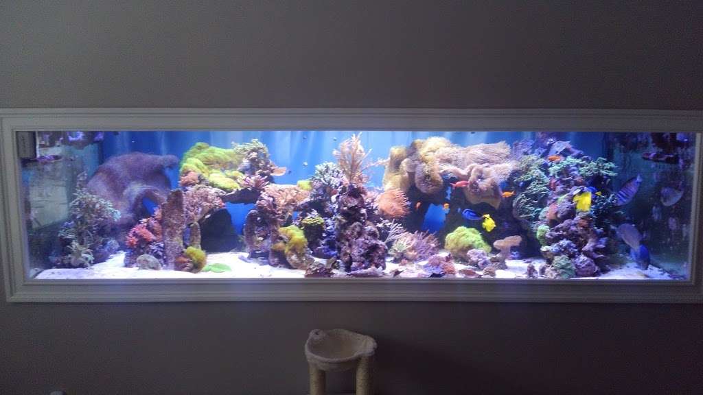 Clean My Aquarium | 60 Bellevale St, Monroe, CT 06468, USA | Phone: (203) 726-4936