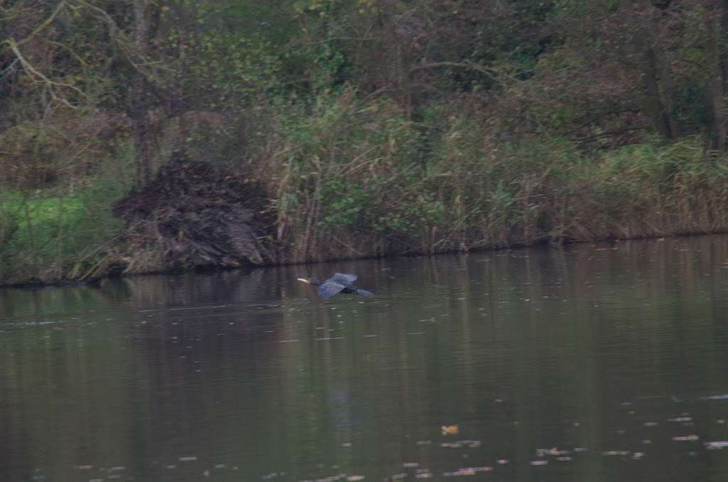 Bay Pond, Surrey Wildlife Trust | Little Place Farm, Godstone RH9 8LT, UK | Phone: 01372 379509