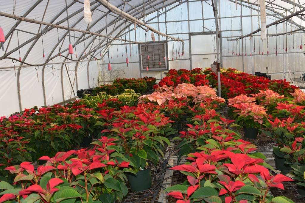 Cline Greenhouse | 482 Blake Rd, Elkton, MD 21921 | Phone: (410) 398-7023