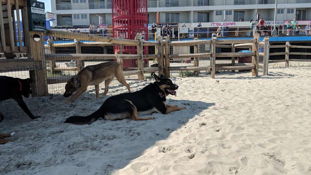 Wildwood Dog Beach | 2801-2899 Boardwalk, Wildwood, NJ 08260, USA | Phone: (609) 522-2444