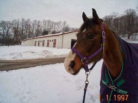 Plum Grove Equestrian Center | 180 Center St, Groveland, MA 01834 | Phone: (978) 857-8109