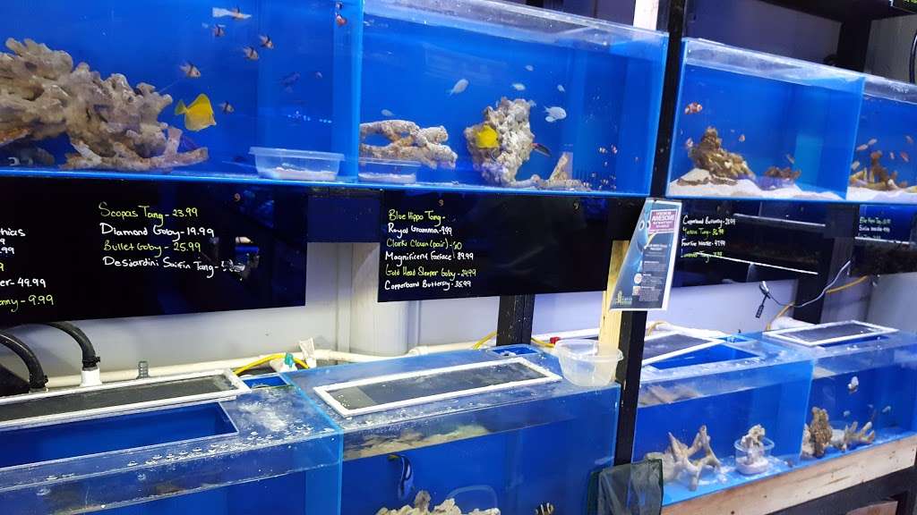 Blue Earth Corals & Aquariums | 5791 Desoto Rd, Lake Worth, FL 33463 | Phone: (561) 345-2944