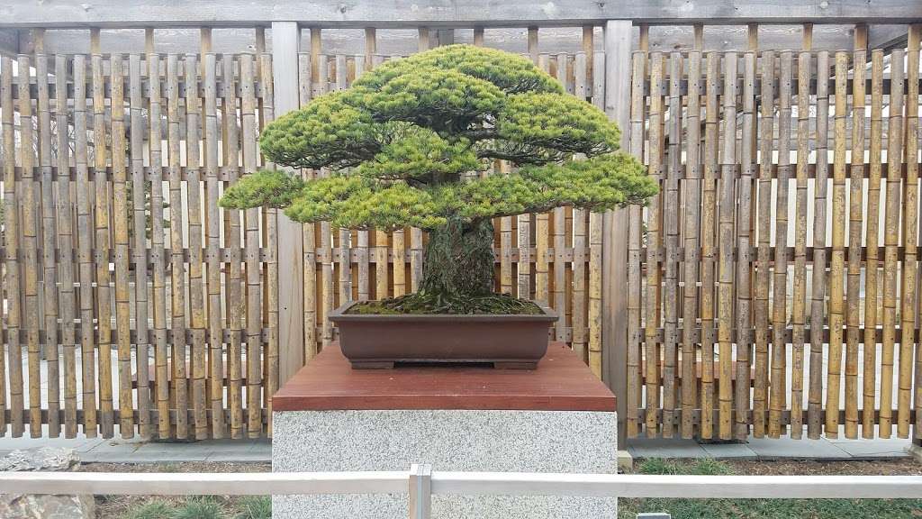 National Bonsai & Penjing Mueum | 3501 New York Ave NE, Washington, DC 20002