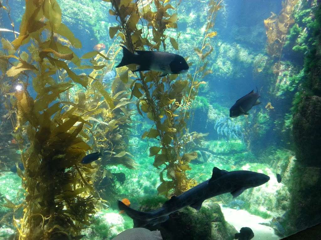 Birch Aquarium at Scripps Institution of Oceanography | 2300 Expedition Way, La Jolla, CA 92037, USA | Phone: (858) 534-3474