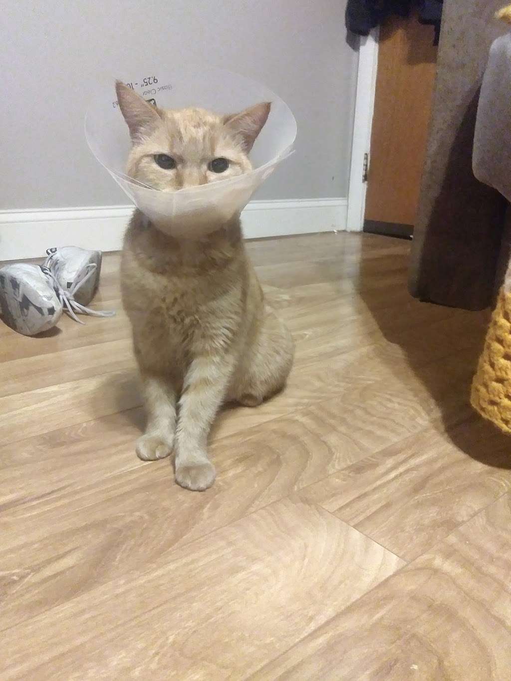 PAWS Spay/Neuter and Wellness Clinic | 2900 Grays Ferry Ave, Philadelphia, PA 19146, USA | Phone: (215) 298-9680