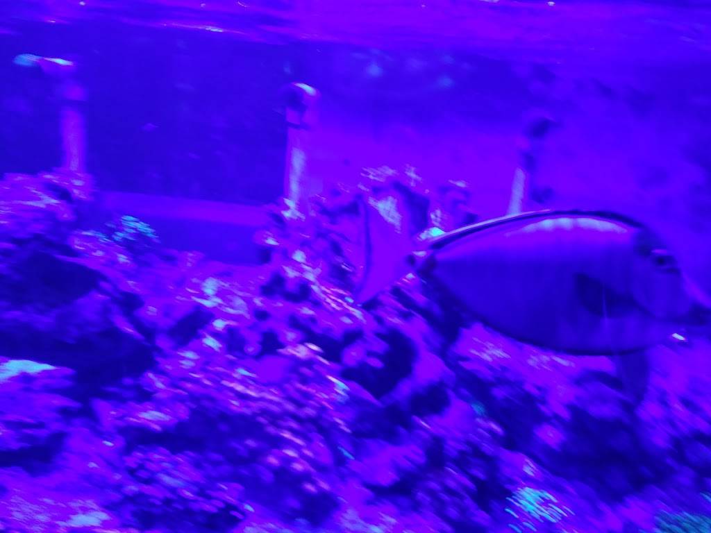 BUFFALO CORAL REEF | 4942 Genesee St, Buffalo, NY 14225, USA | Phone: (716) 633-7333