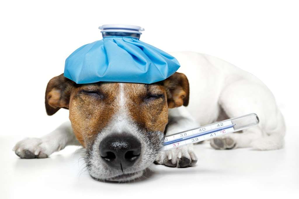 ST FRANCIS EMERGENCY ANIMAL HOSPITAL | 6602 Pines Blvd, Pembroke Pines, FL 33024, USA | Phone: (954) 962-0300