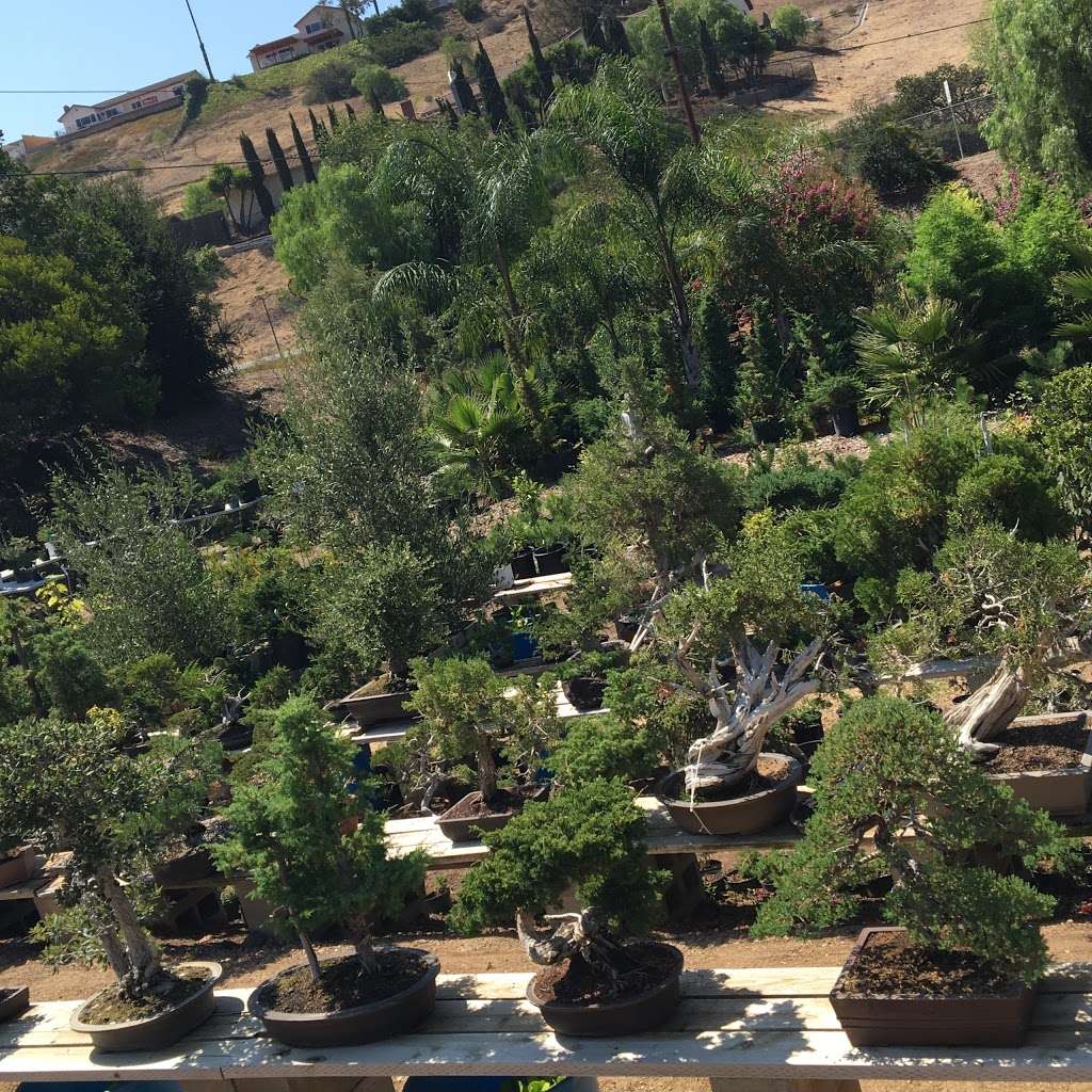 California Bonsai Studio | 4015 N Moorpark Rd, Thousand Oaks, CA 91360 | Phone: (805) 616-2271