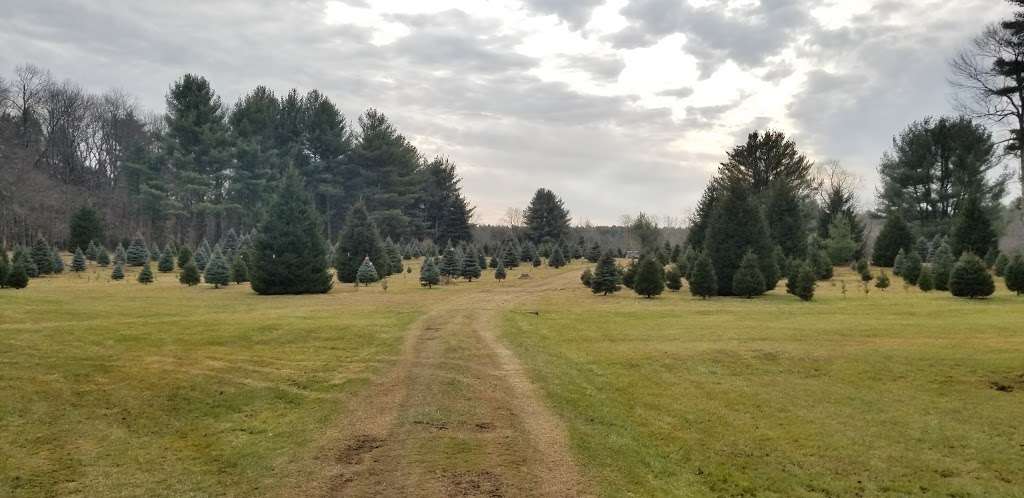 Thornhurst Nurseries | 239 Pine Grove Rd, Thornhurst Township, PA 18424, USA | Phone: (570) 842-8072