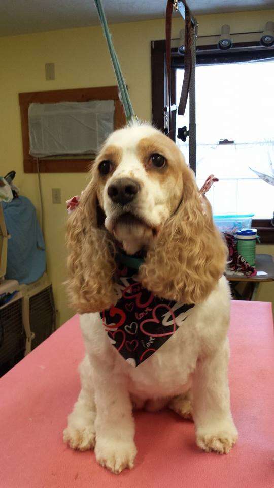 The Country Groomer & Kennels | 38 N Main St #1, Carver, MA 02330, USA | Phone: (508) 866-2510