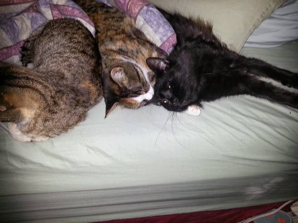 Texas Coalition for Animal Protection | 2400 Westport Pkwy #100, Fort Worth, TX 76177, USA | Phone: (817) 837-4500