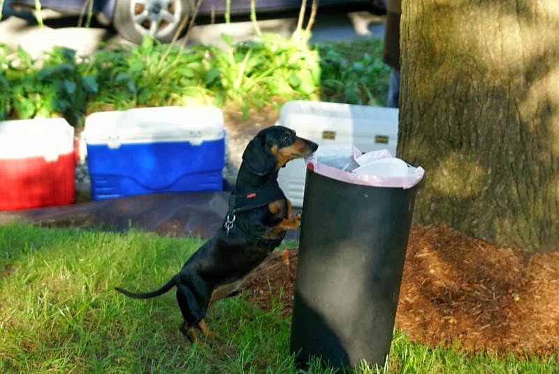 Pets Here & Now Pet Sitting and Dog Walking Services | 249 Lake Dr, South Hamilton, MA 01982, USA | Phone: (978) 468-9513