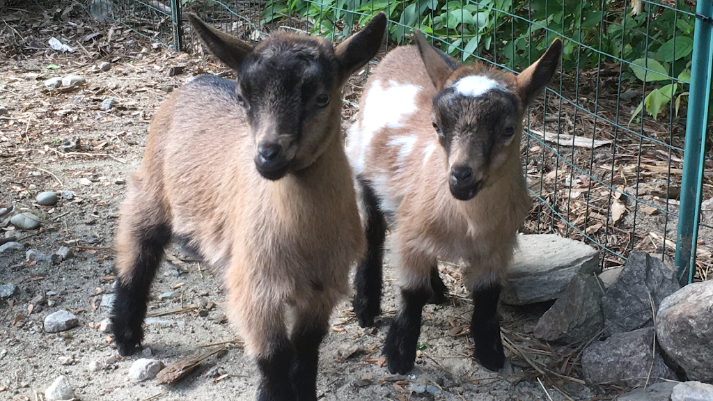 Goat Veterinary Services | 27 Fay Mountain Rd, Grafton, MA 01519, USA | Phone: (774) 239-2572