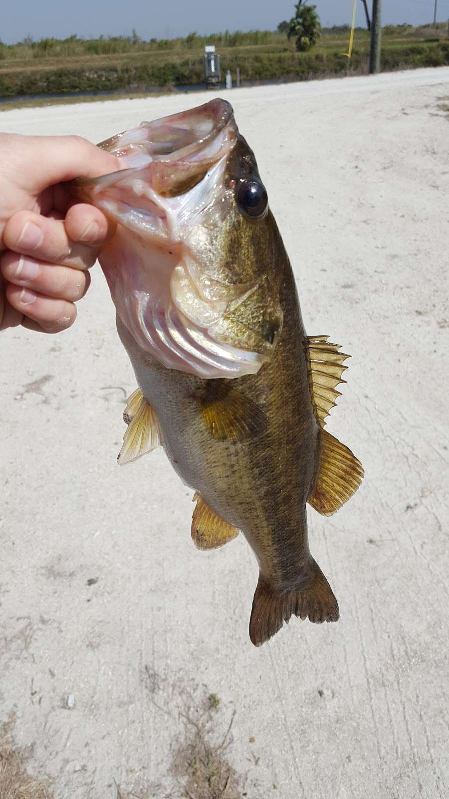 Rotenberger Wildlife Management Area | Florida