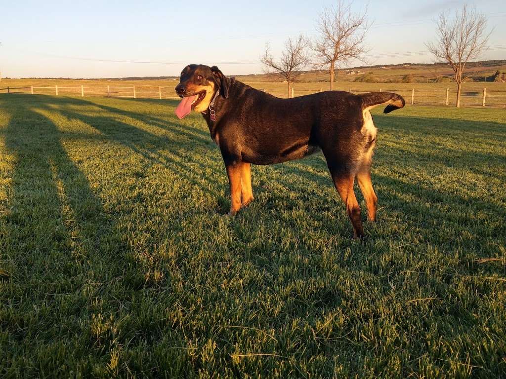 Bayou Gulch Dog Park | 4730 Fox Sparrow Rd, Parker, CO 80134, USA