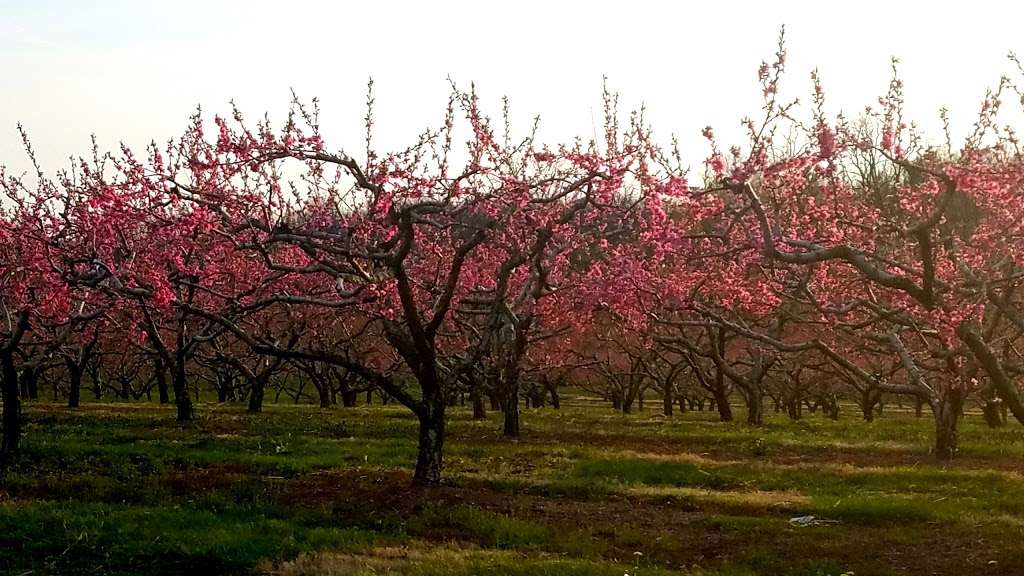 Seyfert Orchards Inc | 1050 Mt Zion Rd, Lebanon, PA 17046, USA | Phone: (717) 272-2966