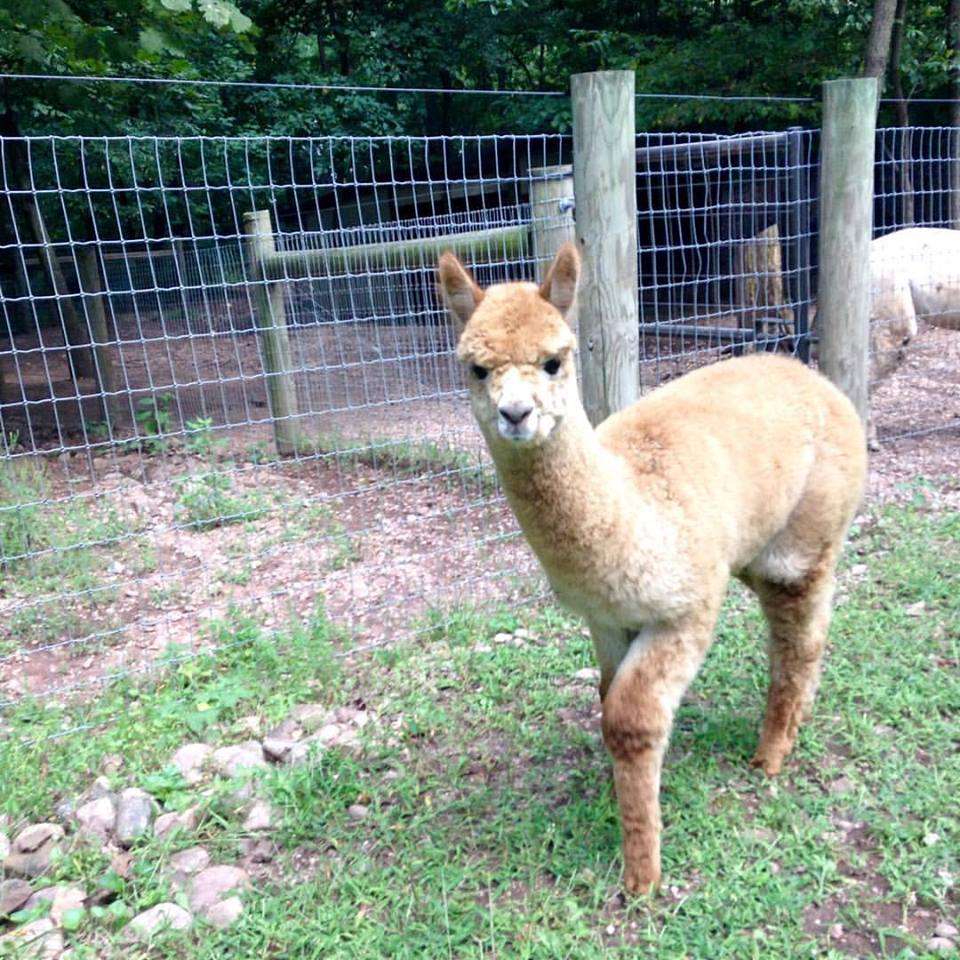 Positively Alpaca Farm, LLC | 436 Maple Grove Rd, Mohnton, PA 19540 | Phone: (484) 374-5241