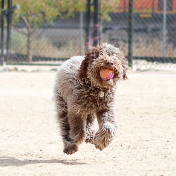 Railyard Dog Park | Denver, CO 80202, USA