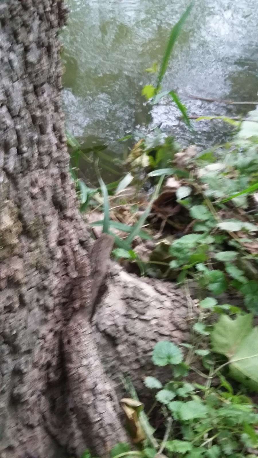 Bolivar Nature Park | 264 Jefferson St, Bolivar, WV 25425, USA Bolivar Nature Park | 264 Jefferson St, Bolivar, WV 25425, USA