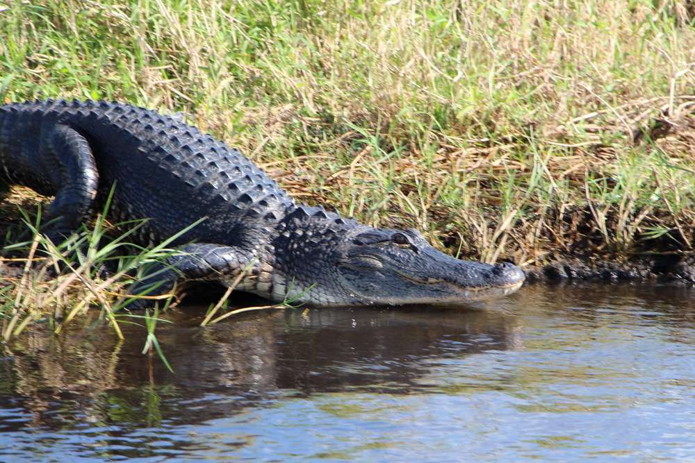 Instagator Airboat Rides | 8190 FL-520, Cocoa, FL 32926, USA | Phone: (321) 543-0021