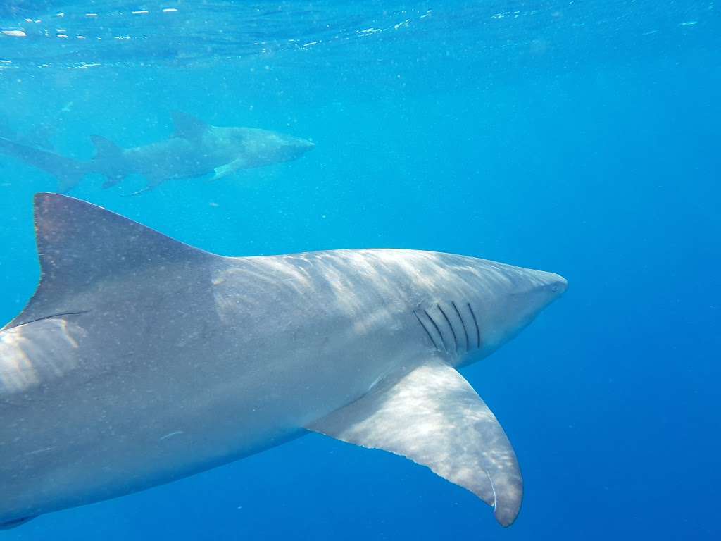 Florida Shark Diving | 1095 Florida A1A, Jupiter, FL 33477, USA | Phone: (305) 395-9140