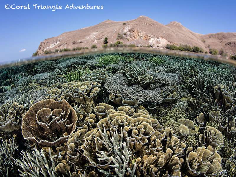 Coral Triangle Adventures | 8850 Terrace Dr, El Cerrito, CA 94530 | Phone: (501) 919-0540