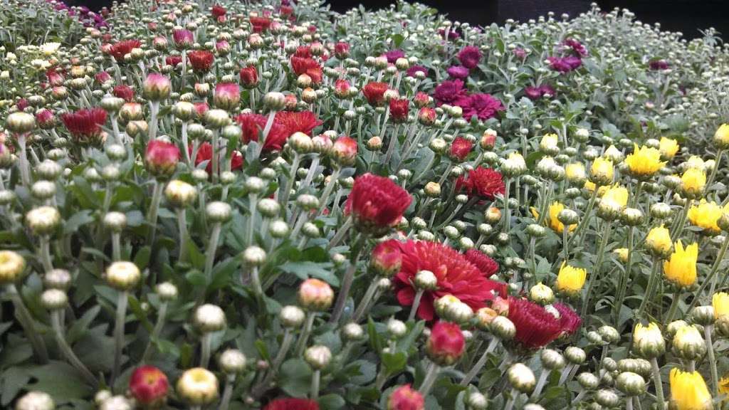 Cavages Country Farm Market | 1203 Roosevelt Hwy, Waymart, PA 18472, USA | Phone: (570) 251-7709