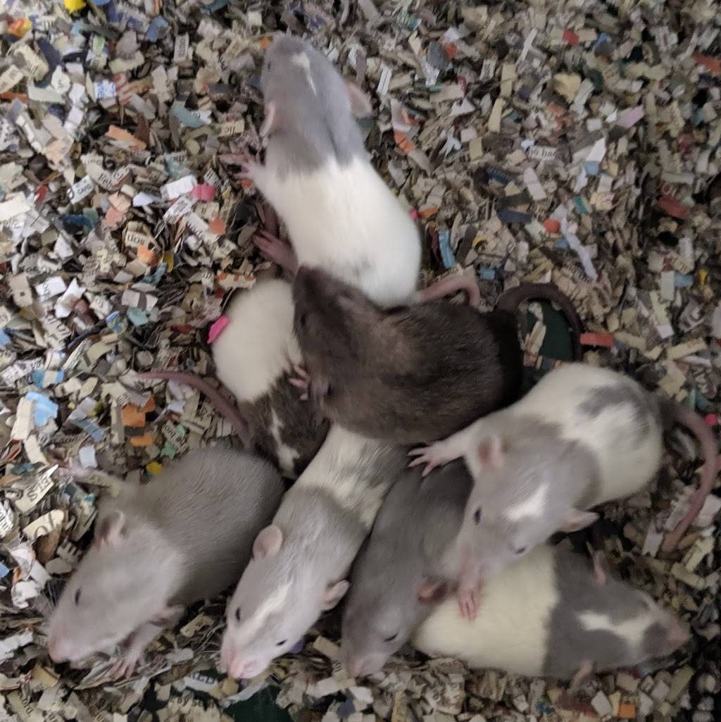 OC Dumbos Rat Breeder and Adoption | 207 Lindo Ct, Kissimmee, FL 34743, United States | Phone: (949) 232-9407